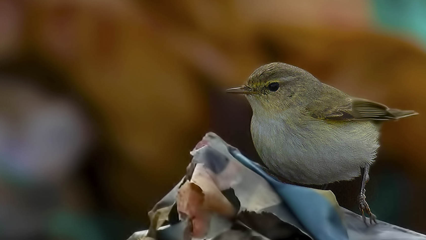 Common Chiffchaff